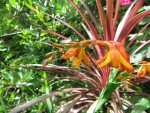Famille des iris<br>Origine : Afrique du sud Photo