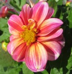 Famille des asters, Originaire du Mexique Photo
